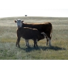 Image 9 : Crooked Tree Ranch - 610# October Steer Calves - 125 Head (Jenner, AB)