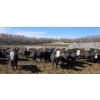 Image 8 : Bircham Ranch - 930# May Delivery Steers - 90 Head (Piapot, SK)