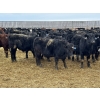 Image 8 : Hegedys Ranching - 825# January Weaned Steers - 300 Head (Acme, AB)