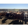 Image 3 : Westview Feeders - 870# Sept/Oct Delivery Heifers - 140 Head (Monarch, AB)