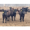 Image 2 : K6 Farms - 770# June Delivery Steers - 145 Head (Linden, AB)