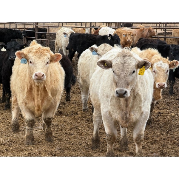 JG Larson Livestock (V-V) - 885# April Delivery Steers - 38 Head (Jenner, AB) VBP+