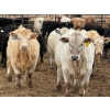 Image 1 : JG Larson Livestock (V-V) - 885# April Delivery Steers - 38 Head (Jenner, AB) VBP+