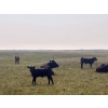 Image 3 : Wever Farms Ltd. - 460# October Delivery Steer Calves - 330 Head (Fox Valley, SK)