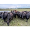 Image 3 : Aspen Terra Inc. - 980# Sept/Oct Delivery Grass Heifers - 64 Head (Lundar, MB)