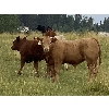 Image 4 : Eagle Creek Ranching Ltd. - 625# Steers Calves - 90 Head (Sundre, AB)