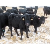 Image 8 : Little Rainbow Ranch - 22 Black & BBF Simm X Angus 3rd Calf Spring Calvers (Moosomin, SK)