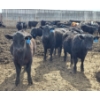 Image 8 : South Island Farms - 710# March/April Delivery Steers - 48 Head (Bow Island, AB)