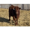 Image 12 : Knievel Farms - 825# March Delivery Steers - 70 Head (Trochu, AB)