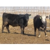 Image 9 : Hebert Livestock Ventures - 725# March Delivery Heifers - 128 Head (Wawota, SK) VBP+