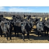 Image 10 : Downie Lake Colony - 860# March Delivery Heifers - 350 Head (Maple Creek, SK)