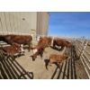 Image 2 : Guy Fukuda - 1 Hereford Pair