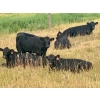 Image 2 : Valley View Ranch - 910# October Delivery Grass Heifers - 45 Head (Strathmore, AB)