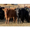 Image 3 : Reid Ranching Cremona - 690# January Delivery Steers - 90 Head (Cremona, AB)