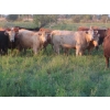 Image 9 : Tanner Grose & Robin Poole - 910# September Delivery Grass Heifers - 68 Head (Moosomin, SK)
