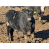 Image 6 : Doerksen Farms - 790# February Delivery Steers - 78 Head (Gem, AB)