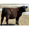 Image 8 : Ray Torkelson - 725# May Delivery Heifers - 80 Head (Millicent, AB)