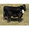 Image 6 : Jason & Emil Kure - 660# Steer Calves - 95 Head (Bowden, AB)