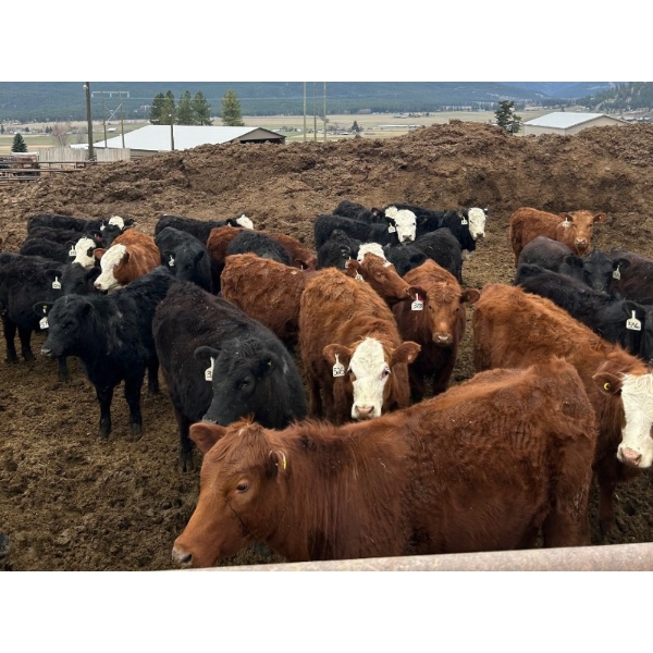 Guichon Creek Ranch - 630# April Delivery Steers - 94 Head (Westwold, BC)
