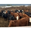 Image 1 : Guichon Creek Ranch - 630# April Delivery Steers - 94 Head (Westwold, BC)