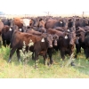 Image 1 : Clay Ridge Stock Farms Inc. - 580# Nov/Dec Steer Calves - 105 Head (Fairlight, SK)