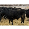 Image 3 : Dalrymple Enterprises - 925# March Delivery Heifers - 65 Head (Elie, MB)