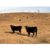 Image 2 : Herbert Ranching - 935# October Delivery Grass Heifers - 110 Head (Wainwright, AB)