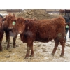 Image 5 : Hebert Livestock Ventures - 31 Red/RBF Simm/Angus X Replacement Heifers (Wawota, SK) VBP+