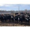 Image 4 : Shay & Sharmon Wilson - 920# March Delivery Steers - 115 Head (Bow Island, AB)