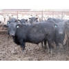 Image 8 : Cluny Colony - 770# October Delivery Weaned Steers - 60 Head (Cluny, AB)