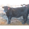Image 8 : Willowside Ranch - 660# April Delivery Heifers - 54 Head (Vibank, SK)
