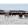 Image 6 : Hines Ranching - 900# Dec/Jan Delivery Yearling Steers - 70 Head (Marwayne, AB)