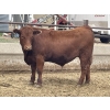 Image 3 : Lynden Land & Cattle - 900# June Delivery Steers - 50 Head (Linden, AB)