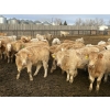 Image 3 : R7 Farms (West 40 Farms) - 900# February Delivery Heifers - 345 Head (Crossfield, AB)
