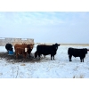 Image 6 : Steven & Janet Yule - 510# December Delivery Steer Calves - 85 Head (Gleichen, AB)