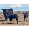 Image 4 : Schunicht Farms - 680# Dec/Jan Delivery Weaned Heifers - 85 Head (Strathmore, AB)