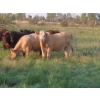 Image 5 : Tanner Grose & Robin Poole - 910# September Delivery Grass Heifers - 68 Head (Moosomin, SK)