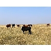 Image 5 : Pine Ranch Ltd. - 780# August Grass Heifers - 72 Head (Morse, SK) VBP+