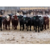 Image 2 : Bill Devos - 725# February Delivery Steers - 80 Head (Fork River, MB)