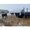 Image 3 : 3 Bar Land & Cattle - 700# May Delivery Heifers - 85 Head (Ste. Rose, MB)