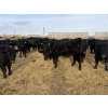 Image 3 : 9 Bar Ranch - 750# February Delivery Steers - 192 Head (Taber, AB) VBP+