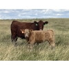 Image 6 : Greg & Melissa Kelts - 610# October Delivery Heifer Calves - 75 Head (Consort, AB)