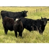Image 3 : Bryce Medin - 760# November Delivery Steer Calves - 70 Head (Eckville, AB)