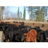Image 14 : Fridlington Family Farms - 675# March Delivery Heifers - 243 Head (Kersley, BC)