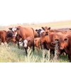 Image 20 : Twisted T Cattle Co. - 485# November Delivery Steer Calves - 110 Head (Carievale, SK)