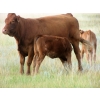 Image 5 : Justin & Theresa Berry - 475# Heifer Calves - 35 Head (Hanna, AB)