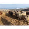 Image 3 : Corey & Lisa Barnett - 800# March Delivery Steers - 41 Head (Moose Jaw, SK)