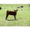 Image 10 : Circus Coulee Cattle - 530# Nov Delivery Heifer Calves - 100 Head (Dorothy, AB)
