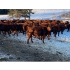 Image 3 : CL Ranches Ltd. - 500# December Weaned Heifers - 110 Head (Cochrane, AB) VBP+