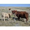 Image 3 : Johnston Ranches - 675# October Delivery Steer Calves - 90 Head (Cereal, AB)